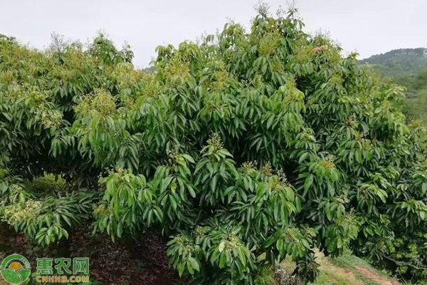 荔枝如何保花保果？ 