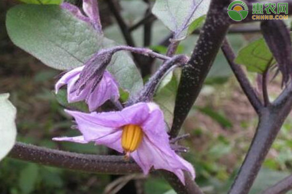 茄子开花不结茄子什么原因？ 