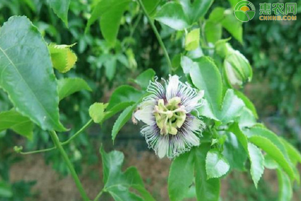 5月百香果种植管理技术要点 