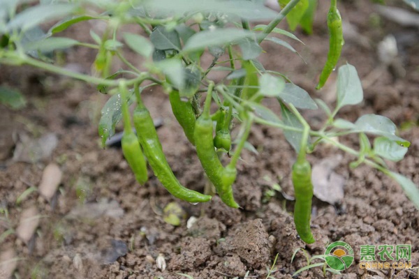 露地上辣椒茶黄螨怎么防治效果好？ 