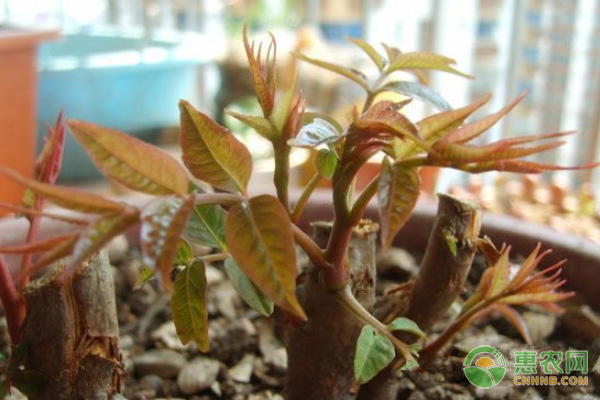 香椿芽的种植时间及方法 