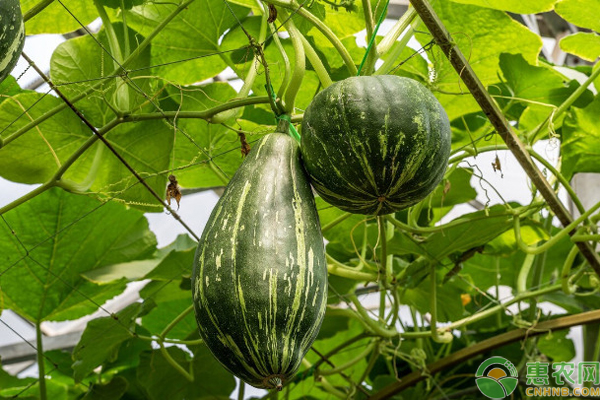 冬春茬南瓜种植技术 