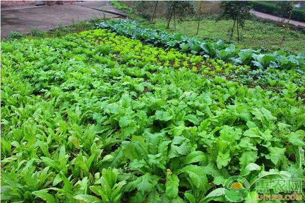 秋季阴雨天大棚蔬菜管理要点 