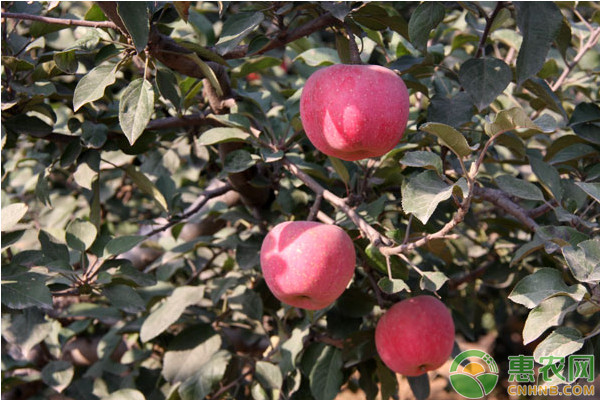 8月份苹果树种植管理要点 