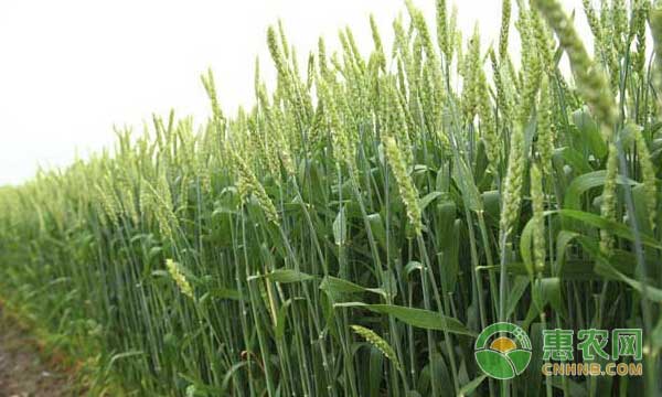 冬小麦种植田间管理技术 