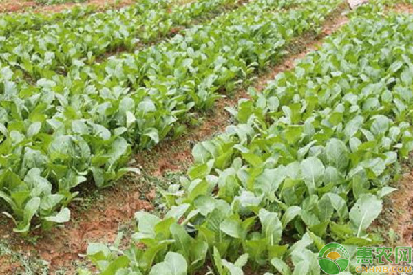 7月份小青菜种植管理要点 