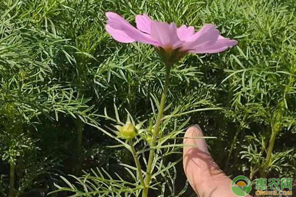 波斯菊的家庭种植方法 