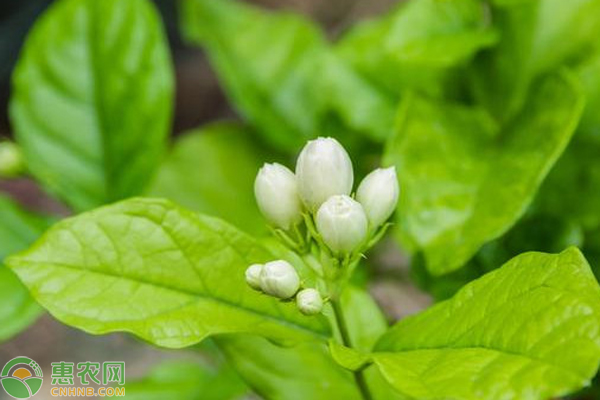 茉莉花总掉花苞是怎么了？ 