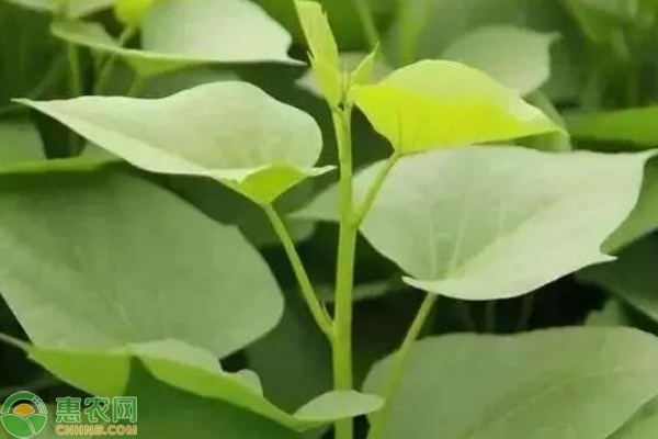 树底下适合种植什么蔬菜？ 