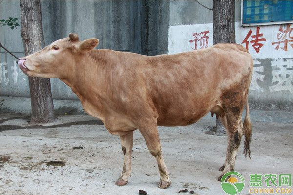 养殖课堂：肉牛夏季饲养注意的问题 