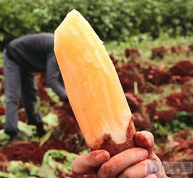 生吃雪莲果的功效和危害