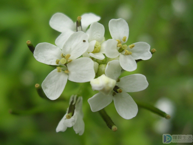 茉莉花是什么颜色的