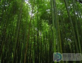 咬定青山不放松立根原在破岩中写的植物是