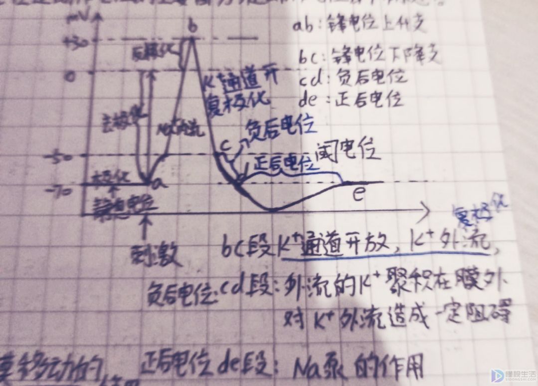 一次兴奋过后最快的一次动作电位,可在哪个时期产生