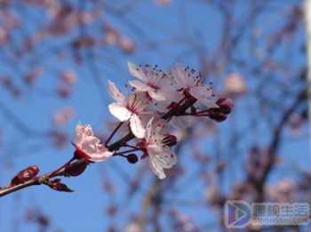 花中四君子指的是什么