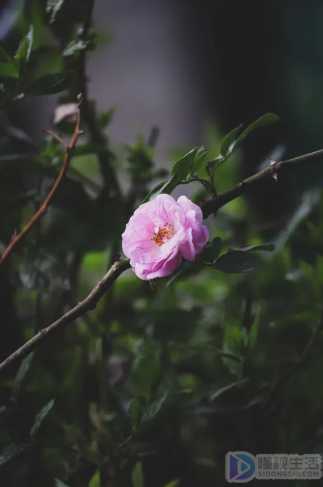 茶花的养殖方法和注意事项