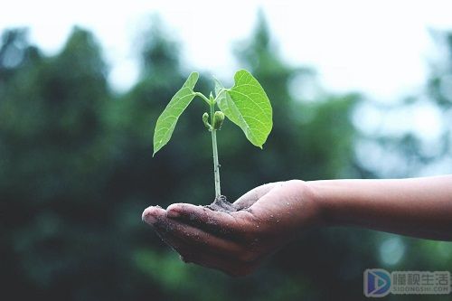 怎么种植向日葵