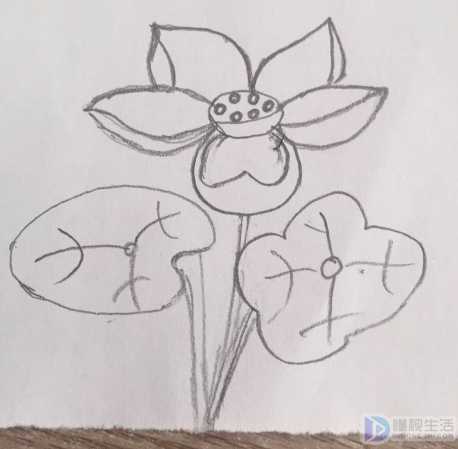 荷花简笔画怎么画好看