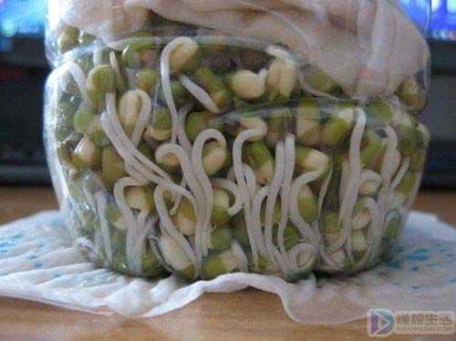 怎样用黄豆泡豆芽