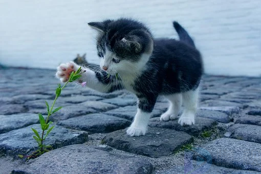 猫咪文案短句干净治愈