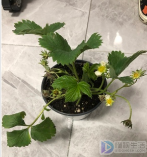 草莓怎么种植方法