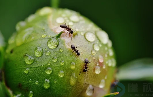 雨水节气谚语诗句