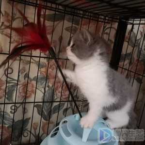 折耳猫为什么不能养