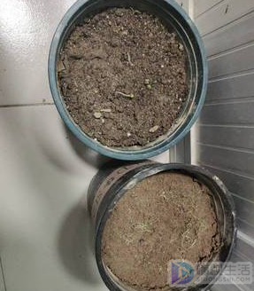 草莓怎么种植方法