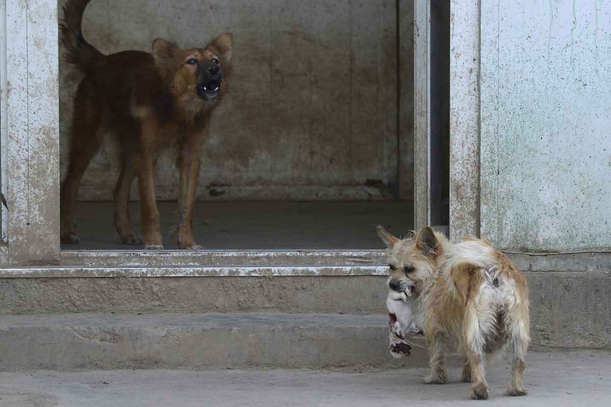 什么生肖最旺狗 属狗人生命中的贵人 