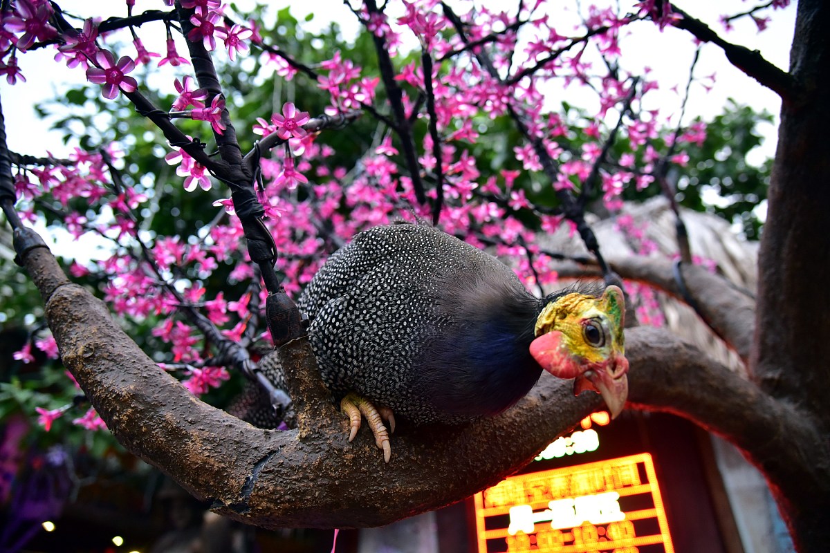 属鸡和什么属相最搭配 属羊和属鸡的相配吗 