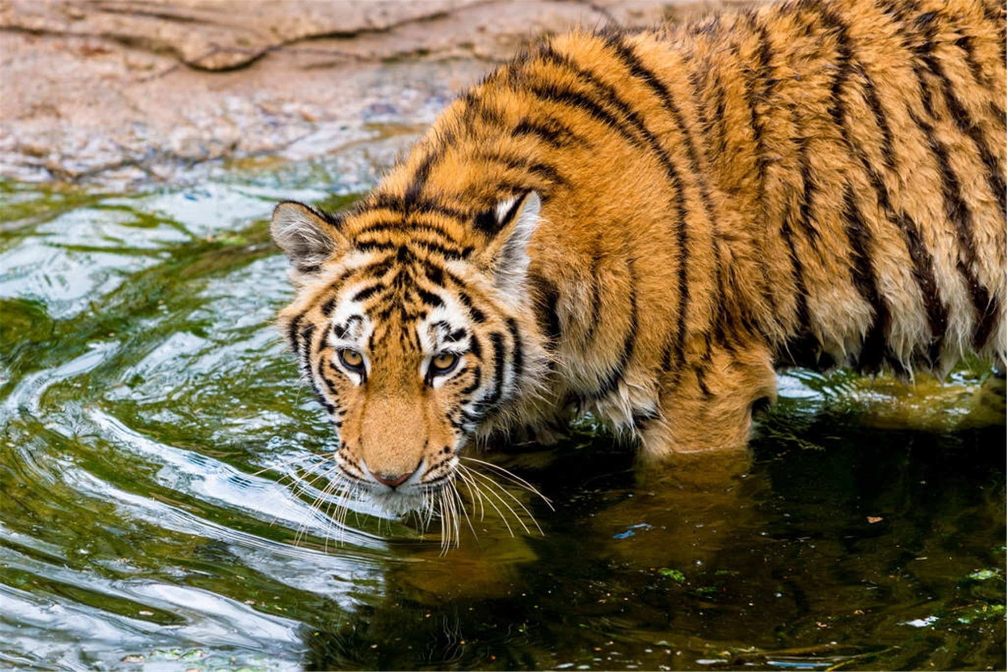 猴和虎相配婚姻如何 猴和虎相配婚姻长久吗 