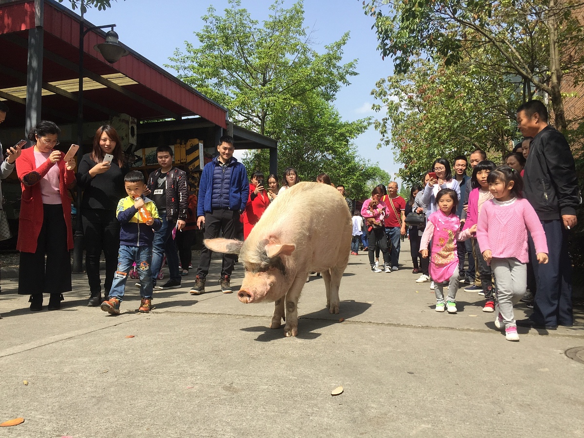 猪和鼠相配婚姻如何 男鼠女猪婚姻配合吗 