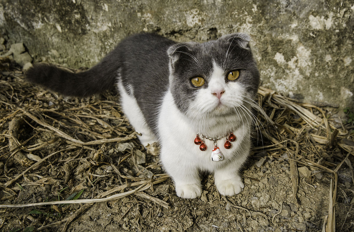 十二生肖为什么没有猫 猫为什么没进十二生肖 