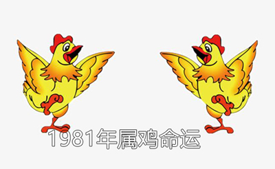 1981年属鸡的命运怎样 