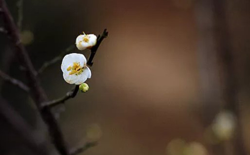 2021年2月28日农历正月十七出生的女孩取寓意美好的名字 