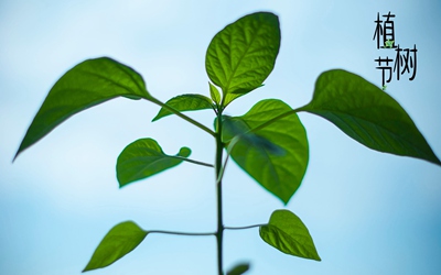 2020年植树节出生的女孩取名要选用什么属性的字？ 