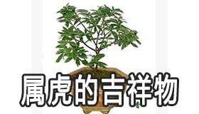 属虎的吉祥物是什么 属虎佩戴吉祥物的禁忌有哪些 