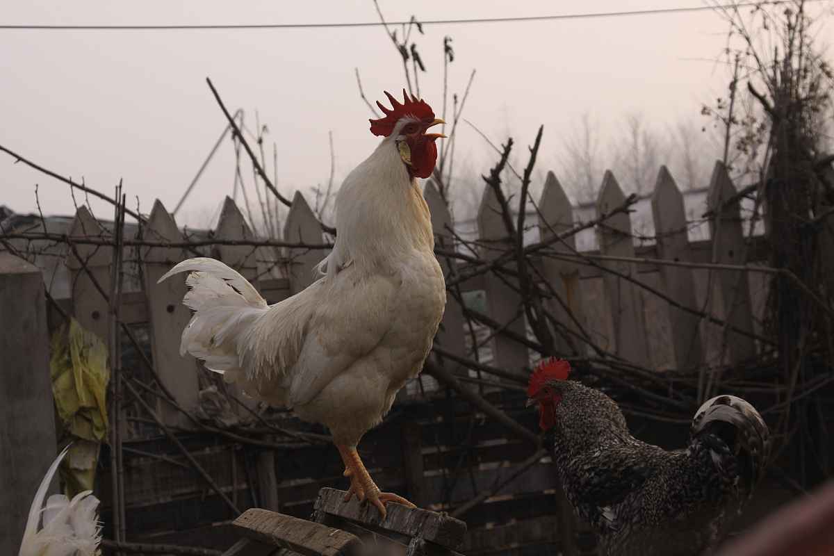 属鸡人佩戴什么旺财 属鸡人运势怎么样 