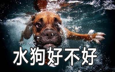 水狗年是哪一年 水狗好不好 