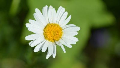 6月出生的女孩名字，既有诗意又有内涵的名字推荐！ 