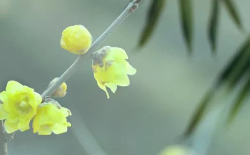 2021年2月25日农历正月十四出生的女孩起好听脱俗的名字 