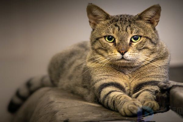 小猫零食吃多了不吃猫粮怎么办