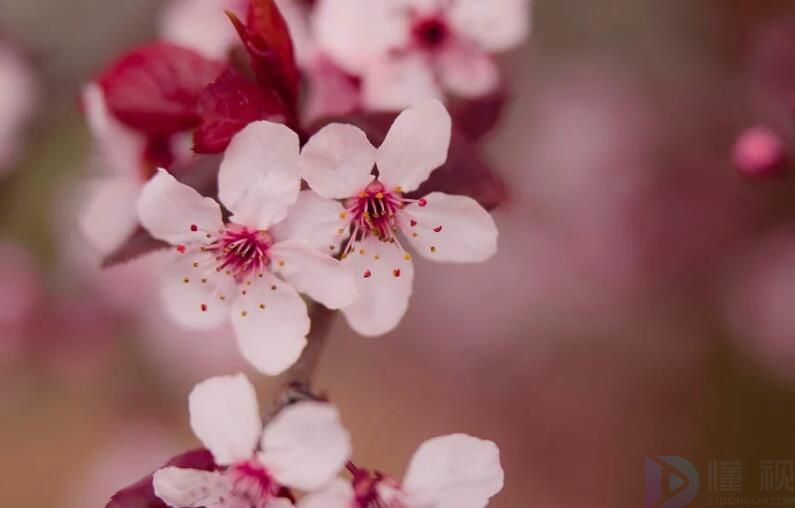 花中之魁指的是什么花 花中之魁介绍