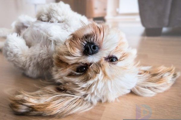 怎么避免狗狗食物中毒