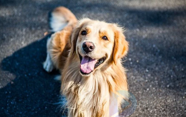 在盐城金毛是禁养犬吗