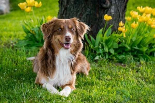 饲养苏格兰牧羊犬需要怎样的环境