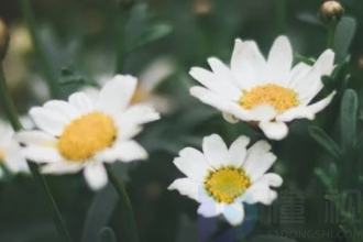 花卉种子三种催芽方法