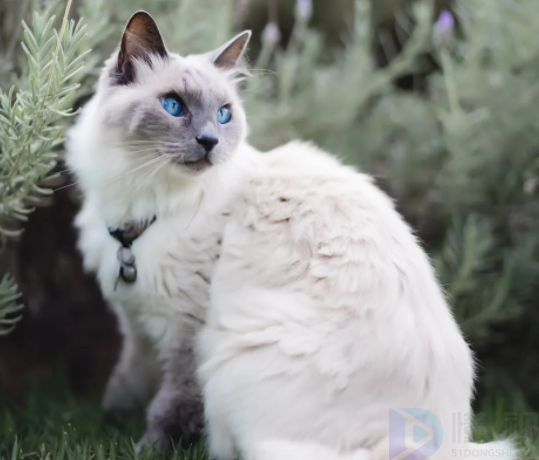 猫换牙会不会引发saa增多