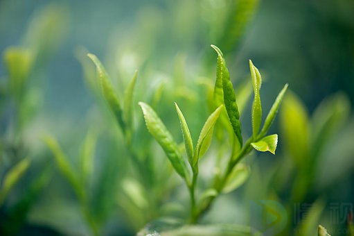 金骏眉和正山小种是一种茶吗