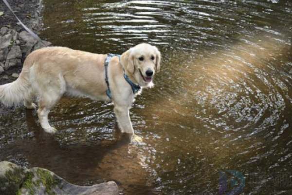 金毛犬会掉毛吗